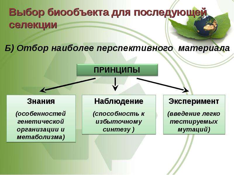 Селекция и биотехнология презентация