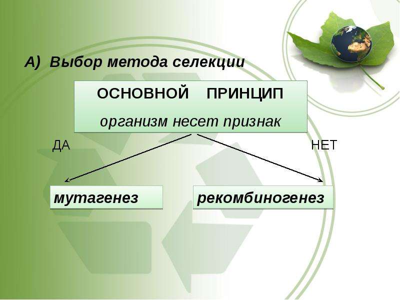 Презентация на тему основы селекции организмов 9 класс