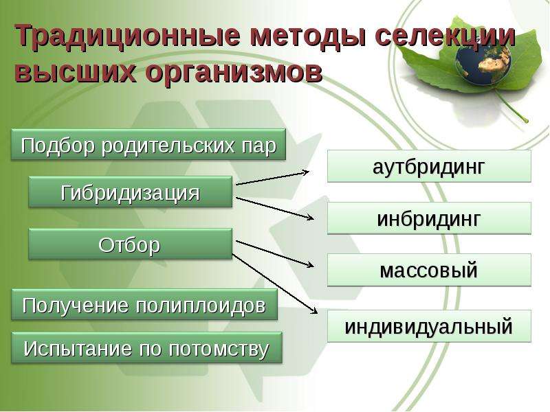 Основы селекции и биотехнологии презентация 9 класс