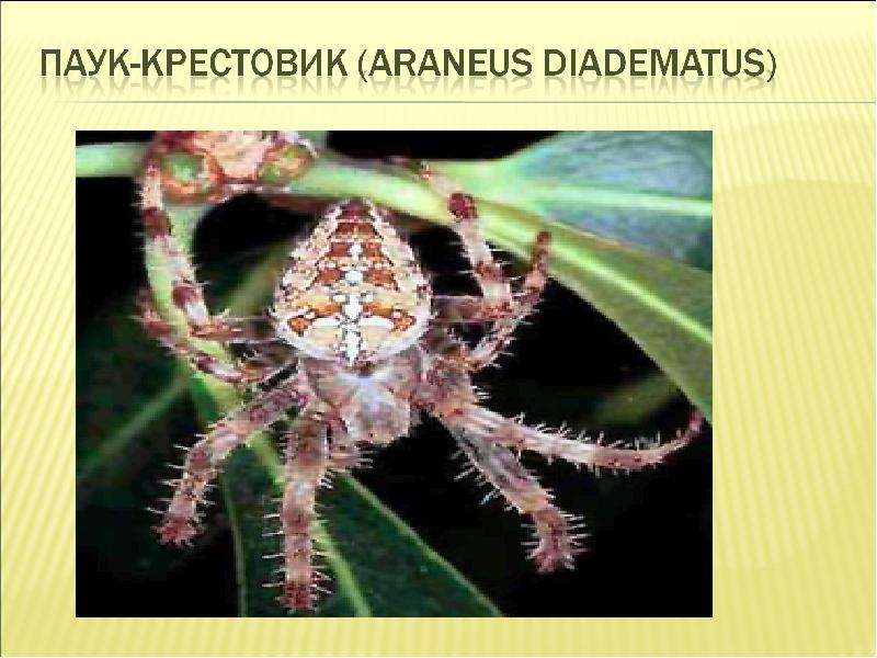 У паука крестовика имеются и два пучка. Araneus diadematus паук крестовик. Паук крестовик гермафродит. Паукообразные 2 класс. Сообщение о крестовике.