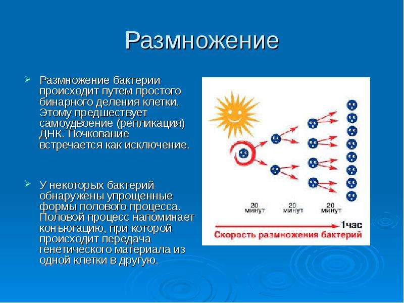 Размножение бактерий происходит по определенному плану