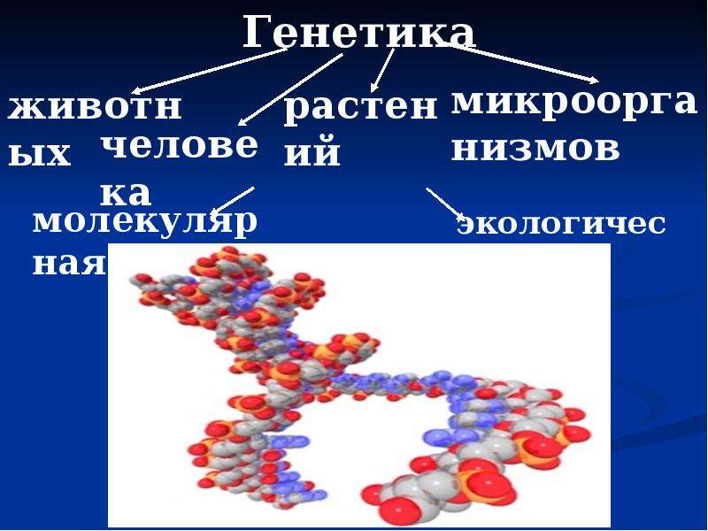 Презентация на тему генетика как наука - 89 фото