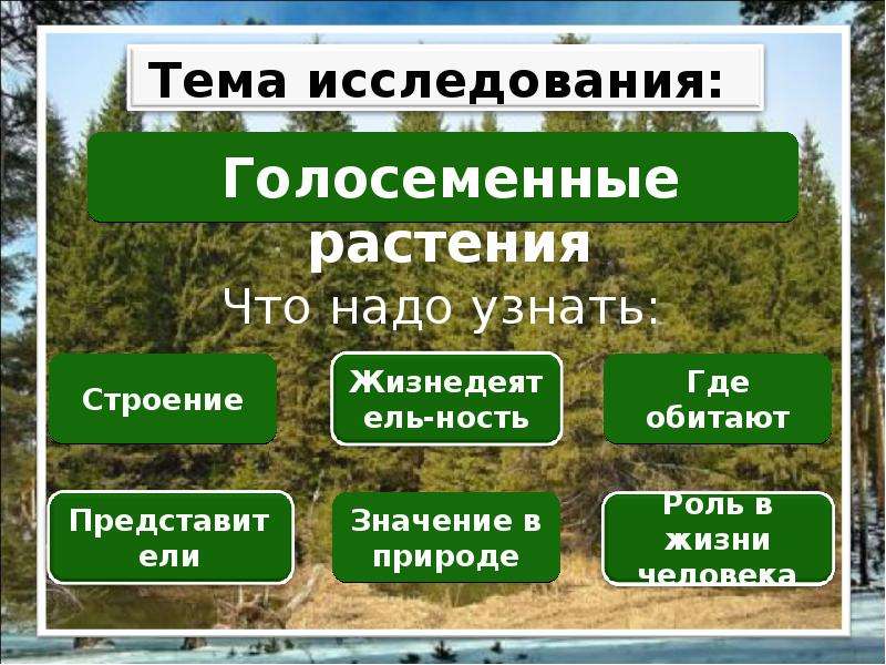 Голосеменные растения 7 класс биология презентация