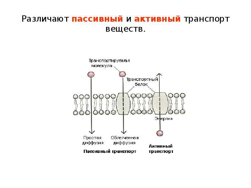 Пассивный транспорт веществ. Активный и пассивный транспорт веществ. Пассивный транспорт строение и функции. Пассивный механизм транспорта веществ это. Формула активного транспорта.