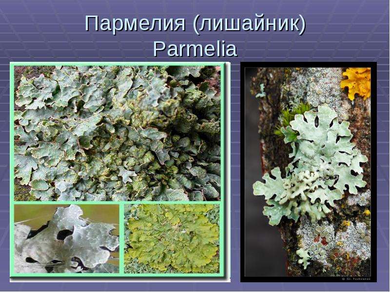 Пармелия (лишайник) Parmelia