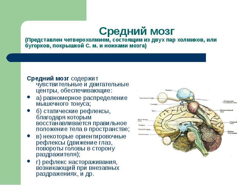 Рефлекторные центры головного мозга. Строение и функции отделов головного мозга: средний. Основные центры среднего мозга таблица. Функции среднего мозга таблица. Центры и функции среднего мозга.
