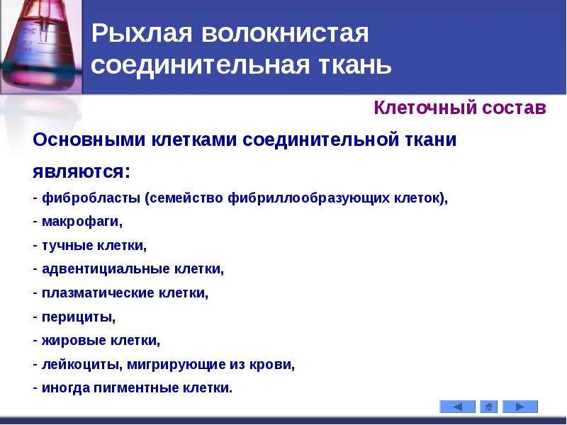 Состав рыхлой волокнистой соединительной ткани. Рыхлая волокнистая соединительная ткань тучные клетки. Рыхлая волокнистая соединительная ткань макрофаги. Регенерация рыхлой волокнистой соединительной ткани.