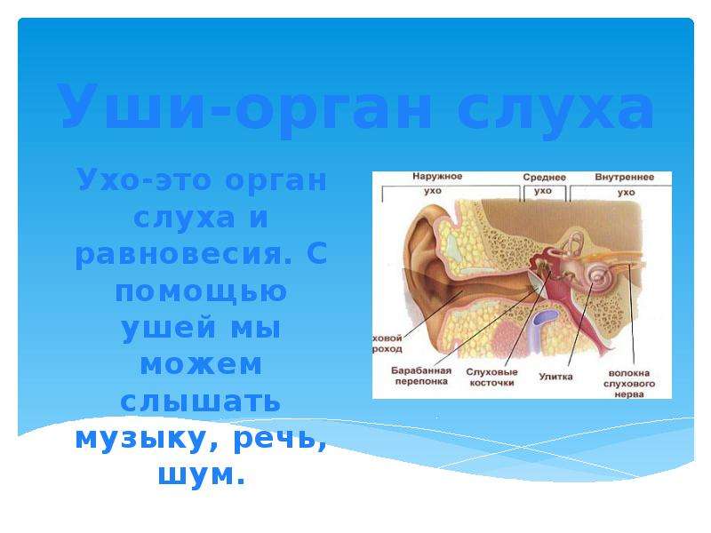 Презентация на тему слух