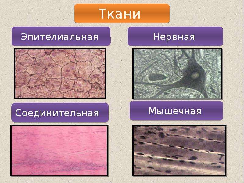 Какие органы входят в соединительную ткань. Ткани эпителиальная соединительная мышечная нервная. И соединительные ткани нервная и мышечная ткани. Соединительная ткань мышечная ткань нервная ткань эпителиальная. Соединительная мышечная нервная ткань.