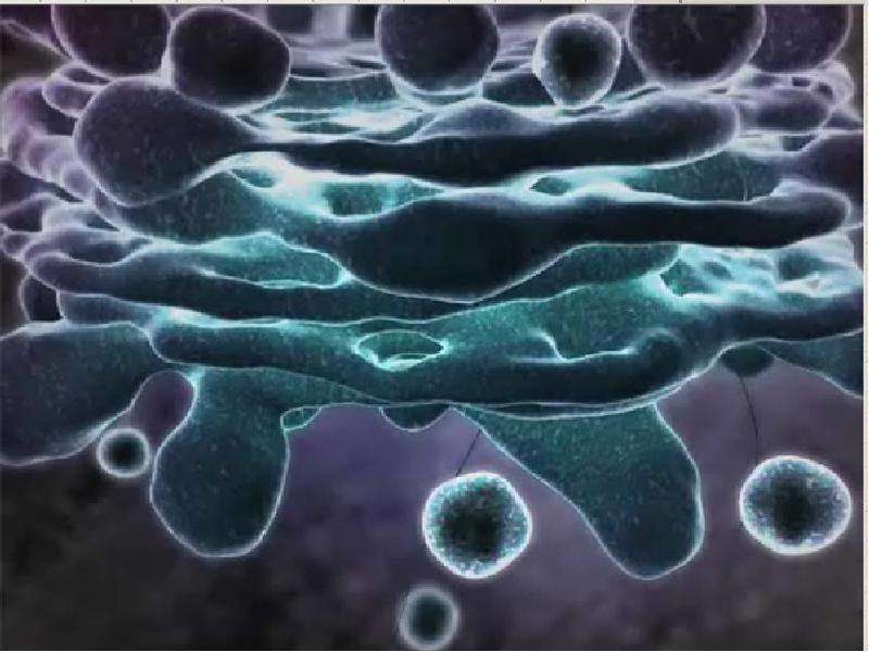 Плотное образование внутри клетки. Жизнь клетки. Внутренняя жизнь клетки. Жизнь внутри клетки. Мембранные пузырьки.
