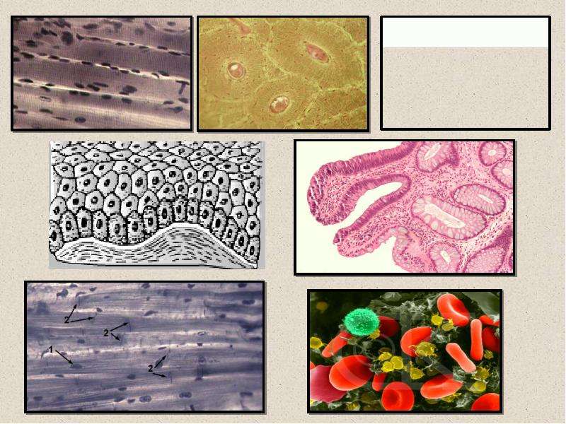На рисунке представлены клетки ткани. Ткань в клетку. Клетки тканей человека. Клеточные ткани организмов. Презентация на тему клетки и ткани.