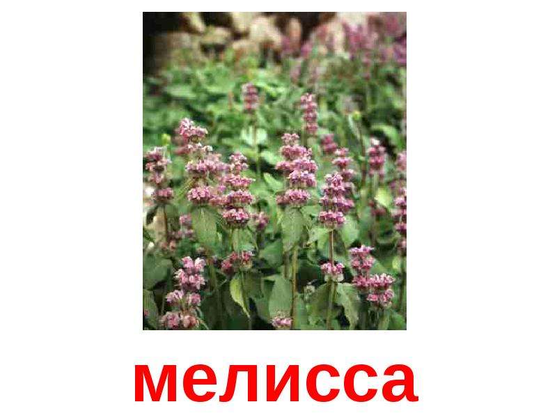 Мелисса картинки для детей