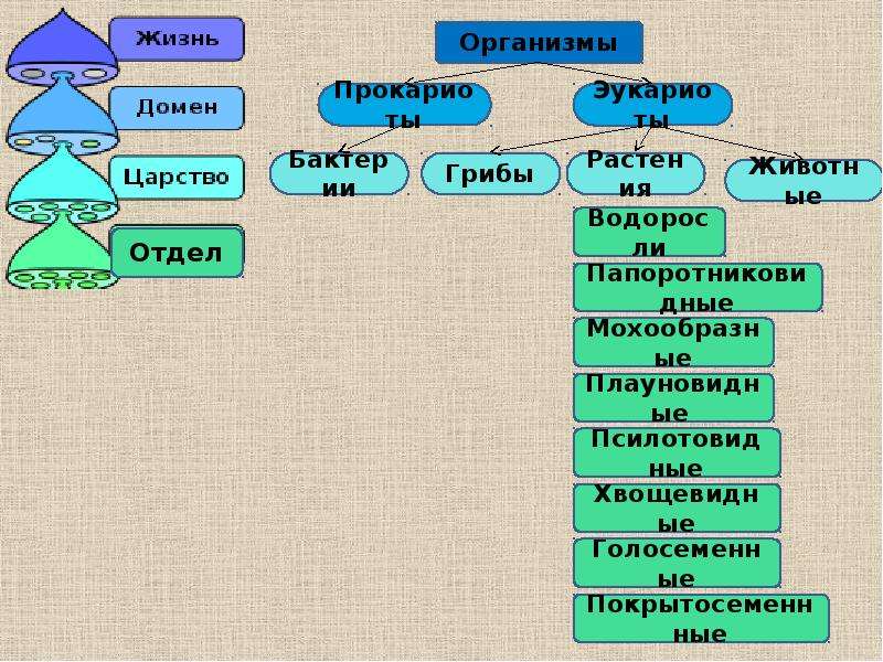 Основы систематики растений презентация