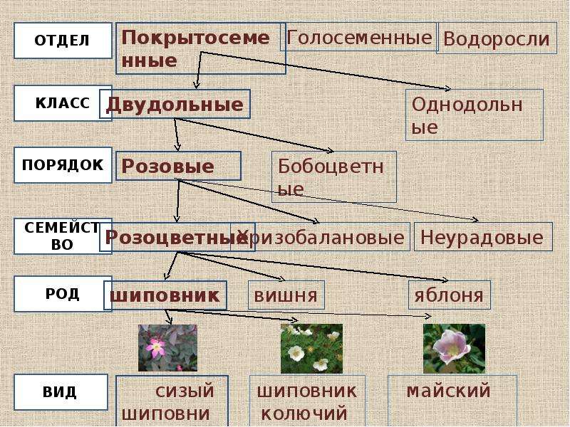 Схема классификации растений