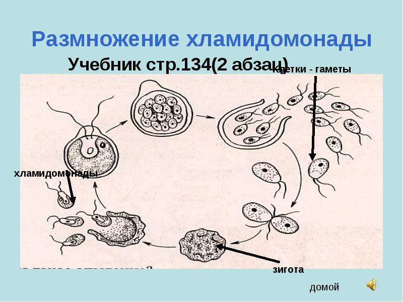 Подпишите основные этапы на схеме размножения хламидомонады