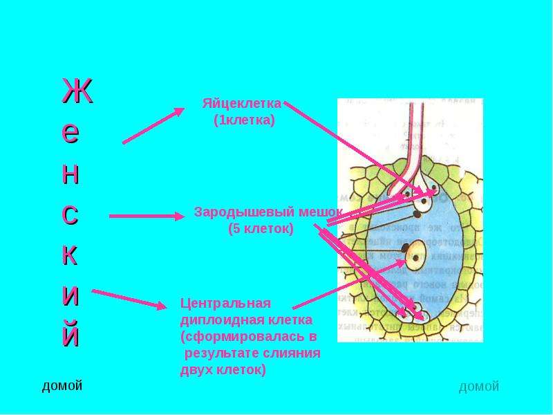 Центральная клетка. Клетки зародышевого мешка. Образование центральной клетки. Из центральной клетки.