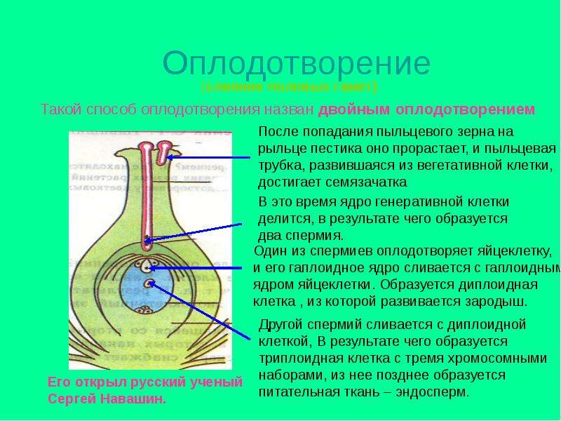 Оплодотворение у растений называется двойным. Процесс оплодотворения цветка. Оплодотворение у растений кратко и понятно. Почему двойное оплодотворение называется двойным. Пыльцевая трубка образуется из.