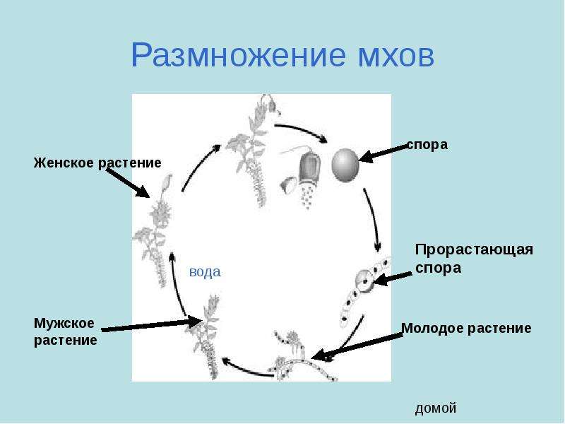 Размножение моховидных схема