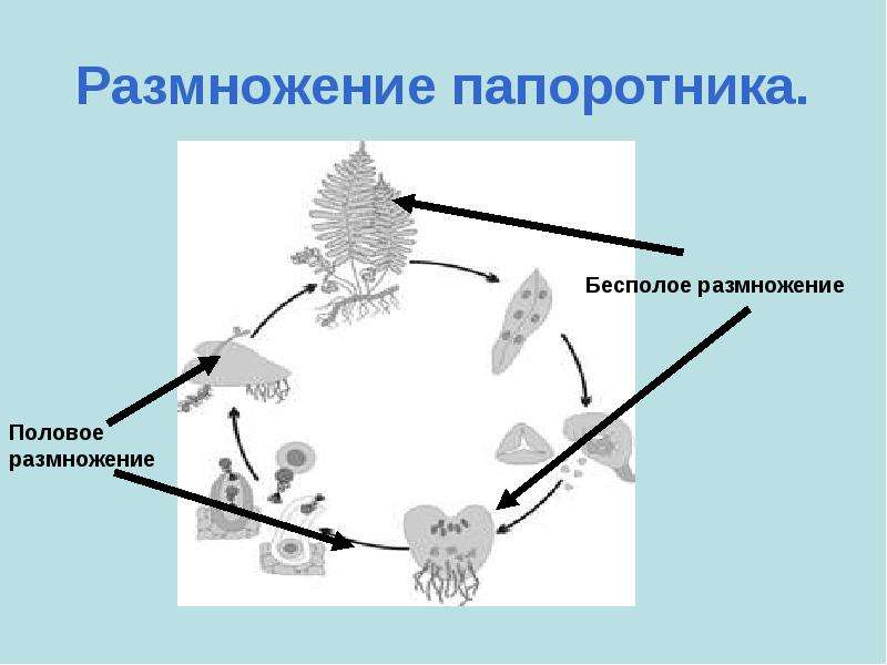 Жизненный цикл папоротника бесполое поколение