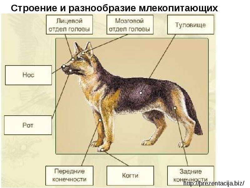 Внешнее и внутреннее строение млекопитающих презентация