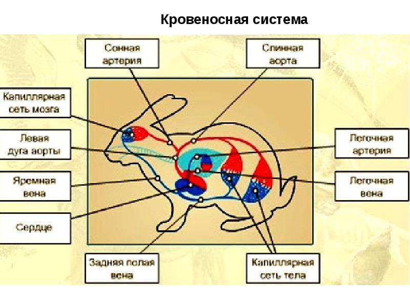 Внутреннее строение зайца схема