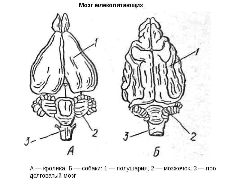 Мозг млекопитающих рисунок с подписями