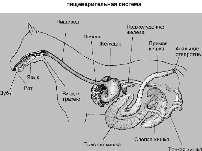 Составьте схему поступления и перемещения пищи по пищеварительному тракту млекопитающего