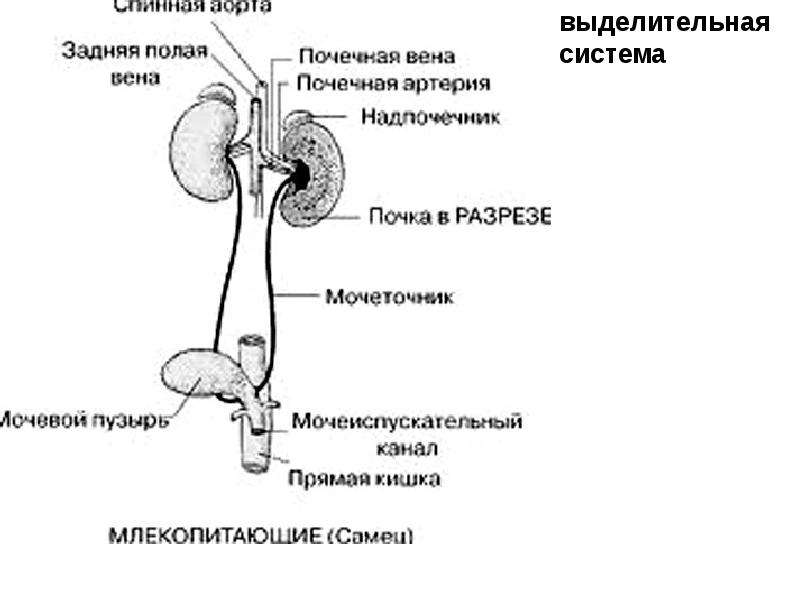 Схема строения почек млекопитающих 7 класс