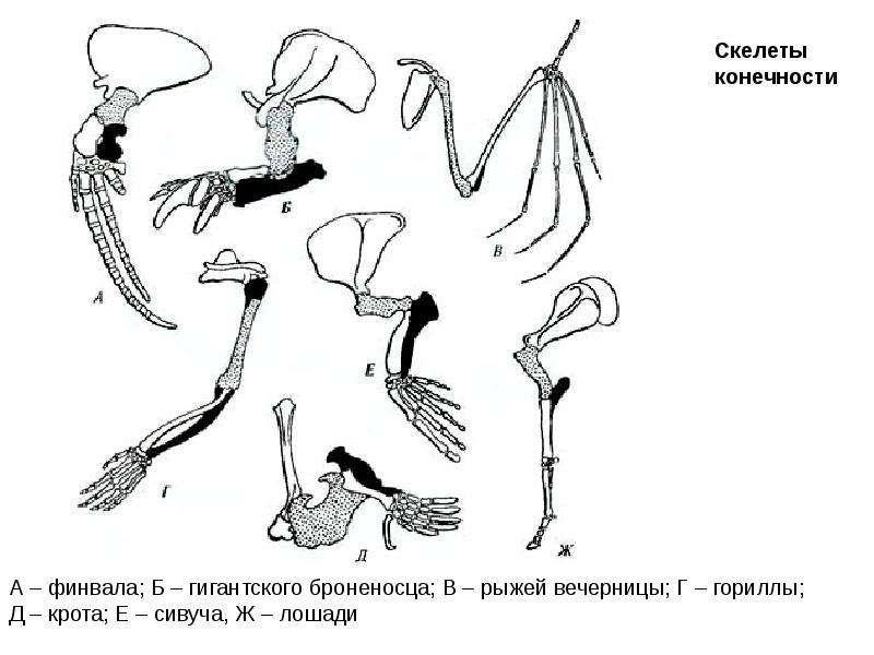 Рассмотрите рисунок найдите и назовите гомологичные кости в конечностях животных