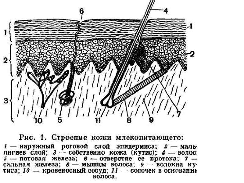 Покровы млекопитающих рисунок