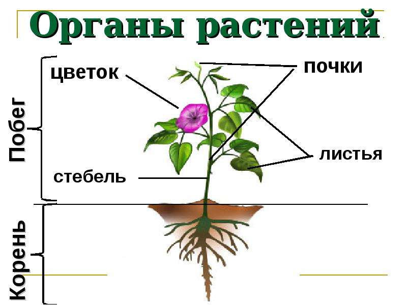 Строение растения рисунок с подписями