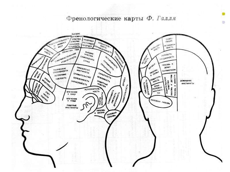 Френология карта черепа