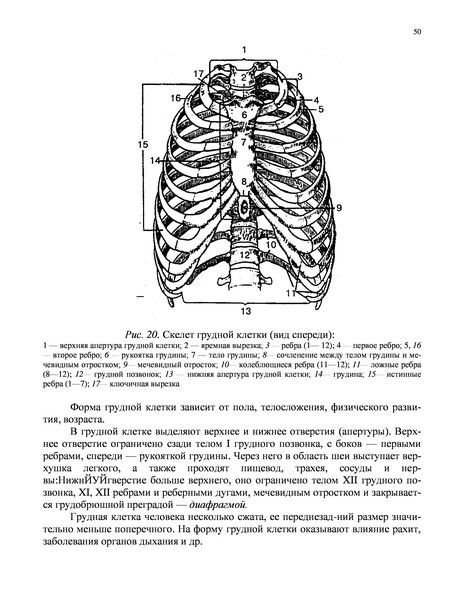 Скелет туловища грудная клетка