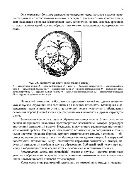 Анатомия человека федюкович. Учебник по анатомии Федюкович читать онлайн 2012 год кости.