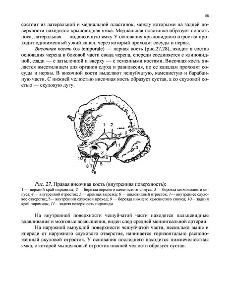 Федюкович анатомия и физиология. ЖАЛОНОСНЫЙ аппарат пчелы строение. Полный справочник пчеловода Руцкая Тамара. Полный справочник пчеловода Тамара Руцкая книга. ЖАЛОНОСНЫЙ аппарат пчелы схема.