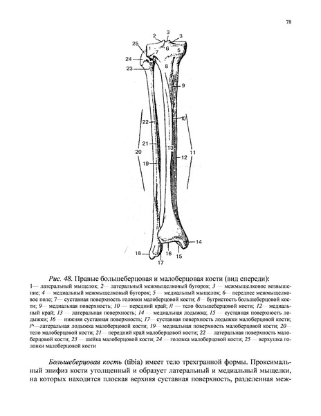 Под каким номером на рисунке обозначена малоберцовая кость
