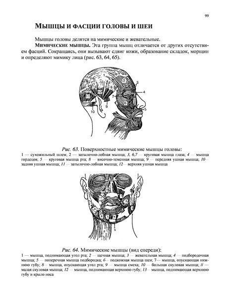 Федюкович анатомия и физиология