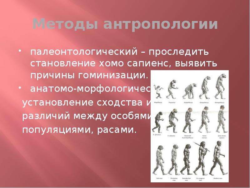 Что изучает антропология. Методы антропологии. Антропология методы изучения. Метод антропологии. Антропология способы изучения.