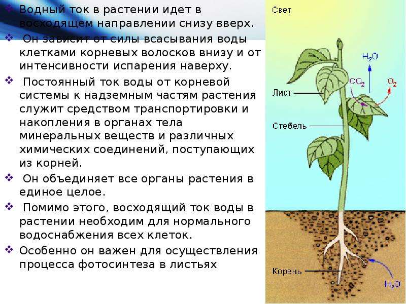 Постоянный водный. Ток воды в растениях. Восходящий ток воды в растениях. Восходящему току в растении. Восходящий ток у растений.