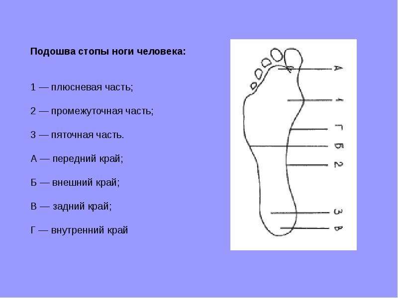 Рассмотрите рисунок с изображением стопы человека как называют