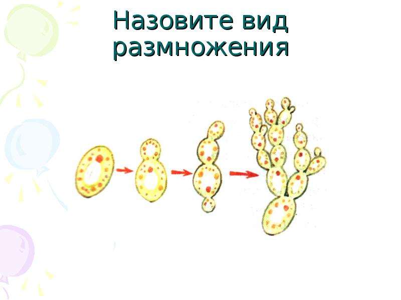 Бесполое размножение рисунок. Назовите виды размножения. Процесс полового размножения схема. Назовите формы размножения. Репликация это бесполое размножение.