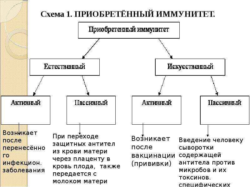 Иммунитет схема. Формы иммунитета схема. Приобретенный иммунитет схема. Схема классификации видов иммунитета. Иммунная система схема 8 класс.