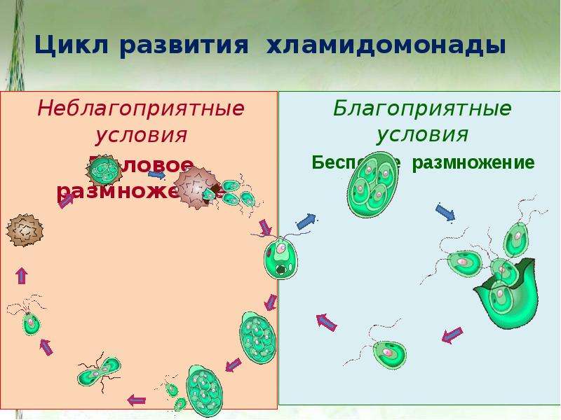 Размножение хламидомонады. Цикл размножения хламидомонады. Размножение споровых растений. Жизненный цикл хламидомонады. Цикл развития хламидомонады схема.