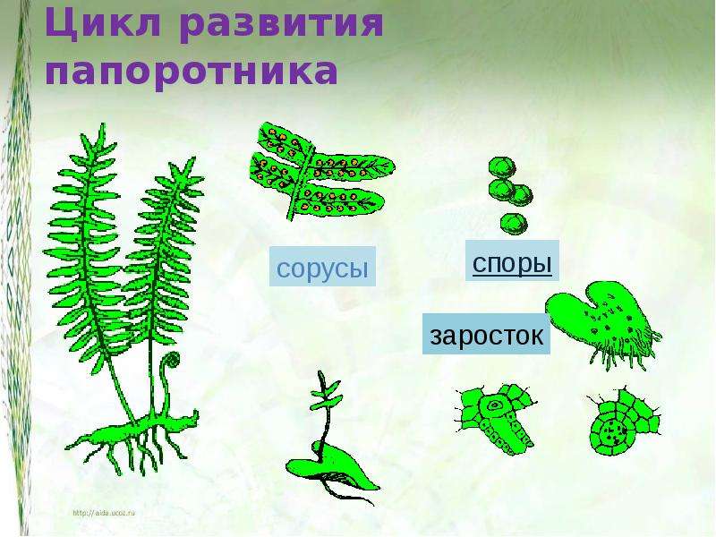 Рисунок цикла папоротника. Размножение папоротниковидных растений. Цикл размножения споровых растений. Размножение споровых растений папоротник. Споровое размножение папоротников.