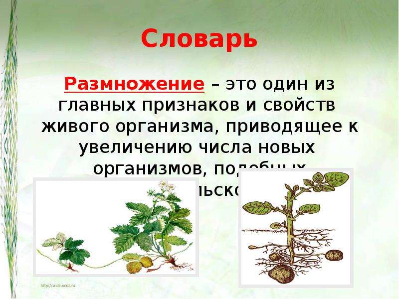 Размножение это. Размножение это один из главных. Размножение это увеличение количества растений. 1. Что такое размножение?. Размножение- это увеличение количества растений? Да.