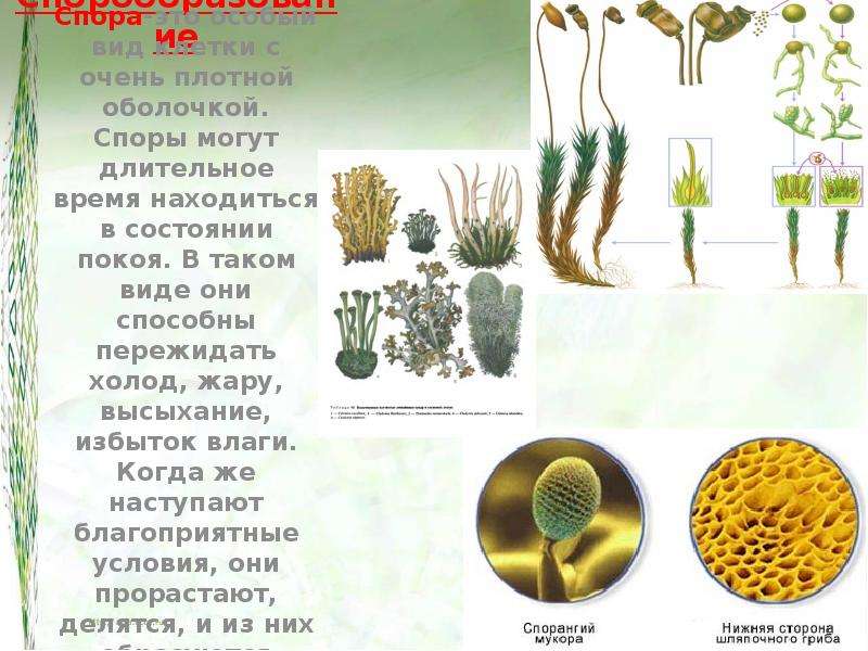 Размножение споровых растений. Условия размножения споровых растений. Споровый способ размножения. Размножение споровых растений презентация. Как размножаются споровые растения.