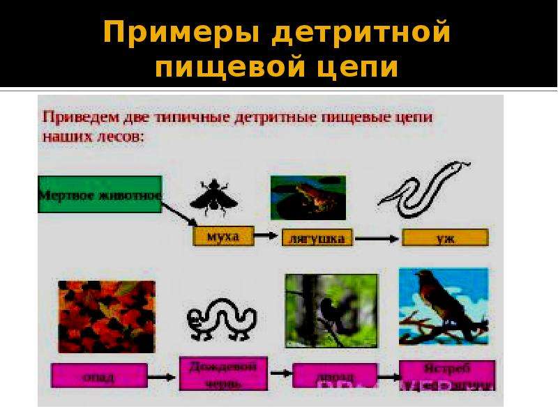 Детритная цепь. Детритная цепь питания. Детритная трофическая цепь. Детритная цепочка питания. Детритный Тип цепи питания.