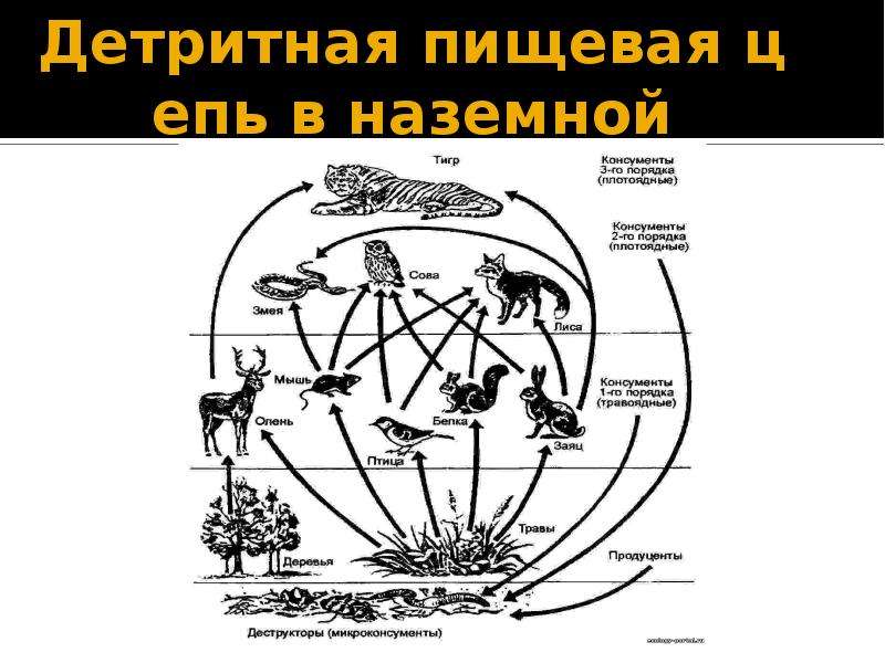 Детритная цепь питания схема