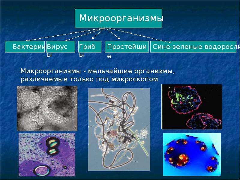 Селекция микроорганизмов презентация 9 класс