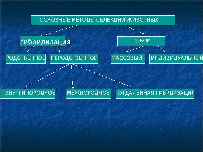 Презентация по биологии методы селекции животных